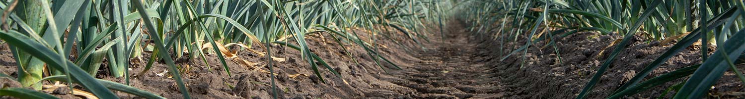 Le sol est la base de la croissance des cultures et des plantes et très important pour l’agriculture. Un sol sain commence avec les engrais organique de Komeco