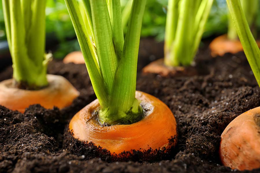 FERTISOL organische meststof is de optimale bodemvoeding voor uw akker & tuin. Geef uw bodem de beste voedingsstoffen van natuurlijke oorsprong met FERTISOL