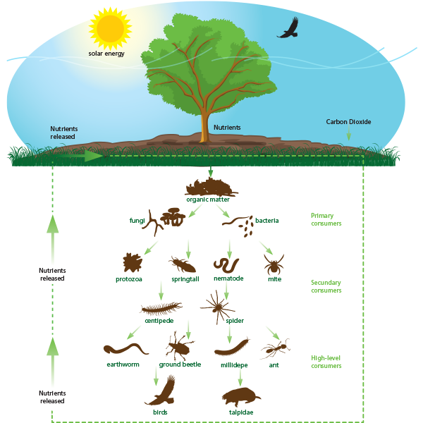 The soil contains all nutrients which offers the foundation for crop and plant growth. A richer soil starts with the organic fertilizers of Komeco!