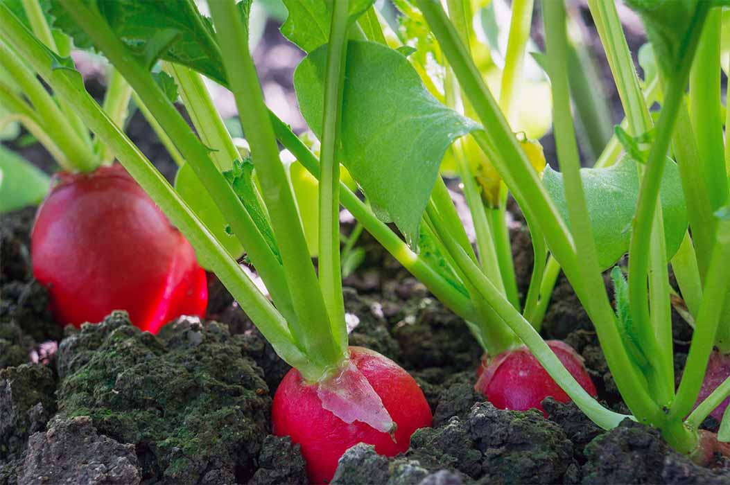 A healthy soil is the foundation for crops and plants to grow in an optimal way.