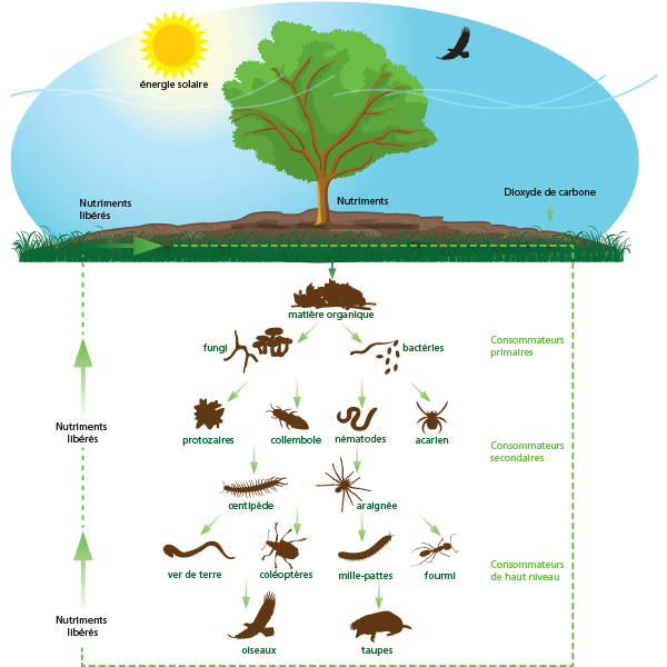 Le sol est la base de la croissance des cultures et des plantes et très important pour l’agriculture. Un sol sain commence avec les engrais organique de Komeco