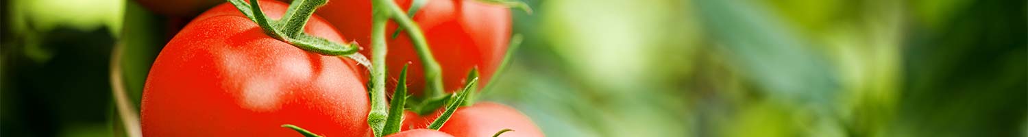 FERTISOL est la nutrition optimale du sol dans l’agriculture et le jardin