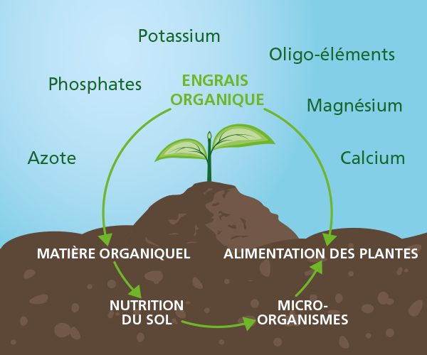 L’alimentation des plantes via les engrais organiques. Nourrissez le sol et les plantes.