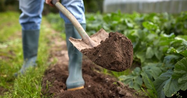 tuin bemesten met koemestkorrels van komeco