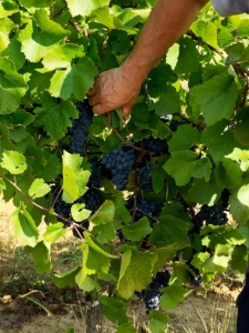 Résultats sol et pratique Croatie raisins