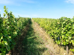 Results Croatia vineyard