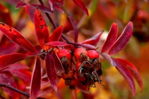 tuin winterklaar maken