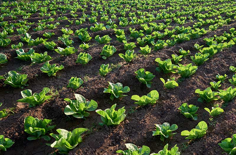 Agricultural effect of organic fertilizers